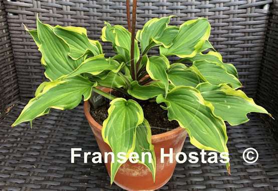 Hosta Kanzi